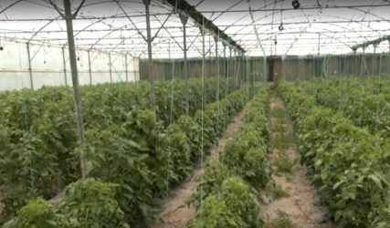 Θεσσαλονίκη: Λίγα τα θερμοκήπια λόγω υψηλού κόστους – Τι επισημαίνουν οι παραγωγοί 