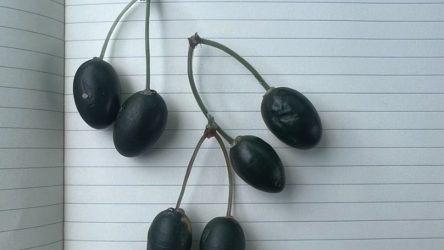 Παραγωγοί ελιάς στην Κρήτη βάζουν τσιπάκια σε σχήμα καρπού στα δέντρα τους