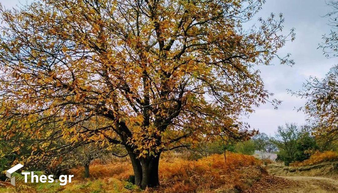 Χορτιάτης δάσος Χορτιάτη φύση Θεσσαλονίκη εκδρομή