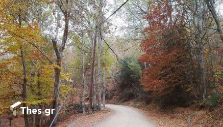Στο δήμο Θέρμης μία από τις μεγαλύτερες αναδασώσεις πανελλαδικά