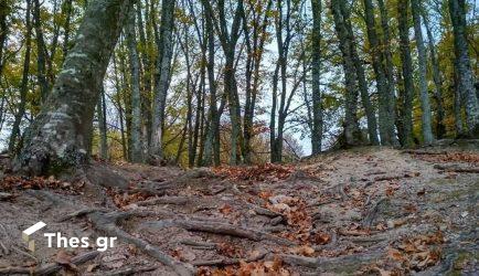 Πέλλα: Απαγόρευση κυκλοφορίας αύριο στο Δάσος-Πάρκο Εδεσσας και στο Δάσος Ελευθεροχωρίου