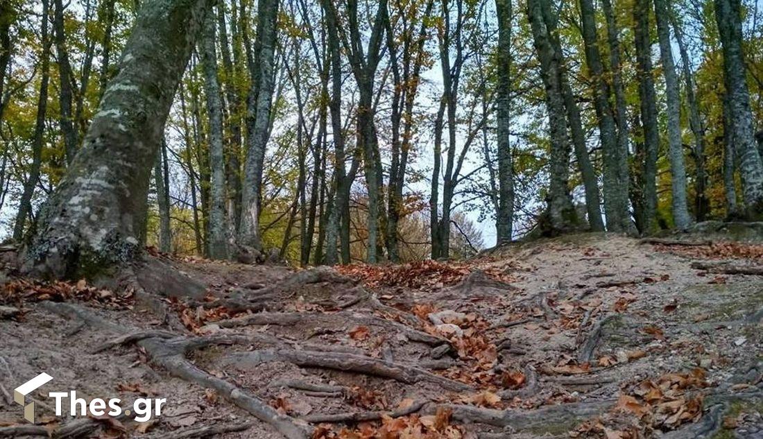 Χορτιάτης δάσος Χορτιάτη φύση Θεσσαλονίκη εκδρομή