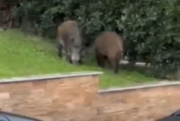 Προβληματισμός στη Θεσσαλονίκη για την αύξηση του πληθυσμού των αγριογούρουνων