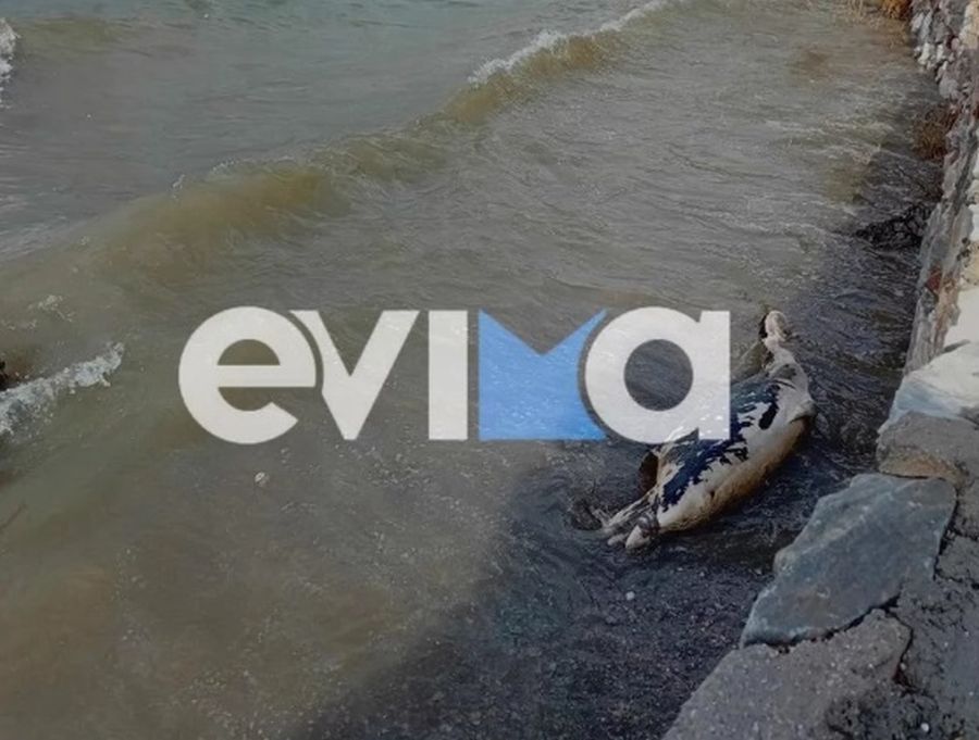 Δελφίνι ξεβράστηκε νεκρό σε παραλία της Εύβοιας