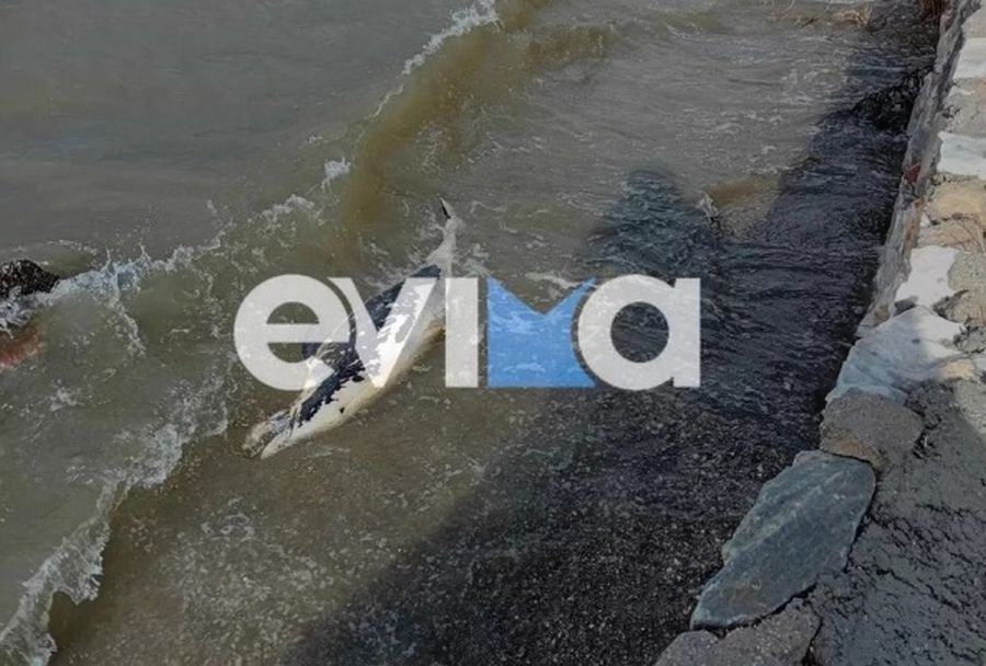Δελφίνι ξεβράστηκε νεκρό σε παραλία της Εύβοιας