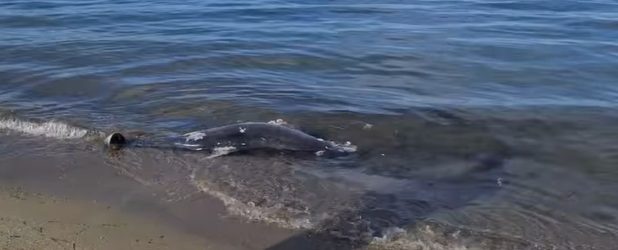 Θεσσαλονίκη: Νεκρό δελφίνι ξεβράστηκε σε παραλία της Περαίας (ΒΙΝΤΕΟ)