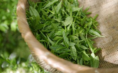 Τα 4 οφέλη που προσφέρει το πράσινο τσάι στην υγεία μας