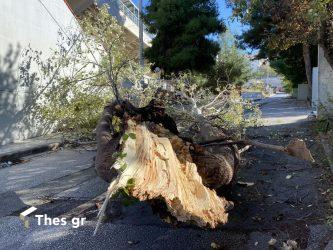 Θεσσαλονίκη: Επεσαν δέντρα λόγω των ισχυρών ανέμων – Σε αρκετά σημεία η Πυροσβεστική (ΦΩΤΟ)