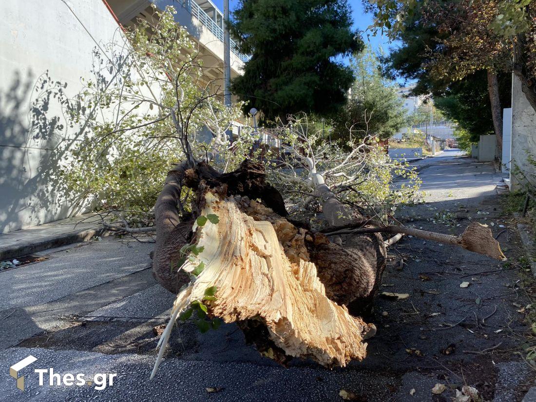 Θεσσαλονίκη πτώσεις δέντρων