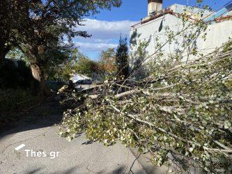 Θεσσαλονίκη πτώσεις δέντρων