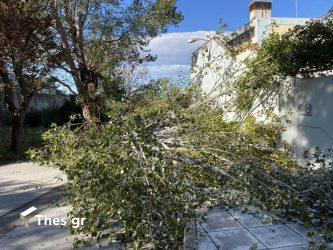 Θυελλώδεις οι άνεμοι στη Θεσσαλονίκη – Επεσαν δέντρα τα ξημερώματα