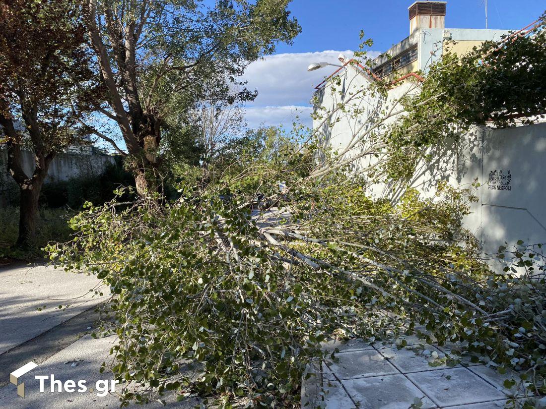 Θεσσαλονίκη πτώσεις δέντρων