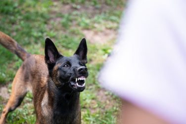 Στο νοσοκομείο ηλικιωμένος μετά από επίθεση σκύλου – «Ο ιδιοκτήτης είπε “σφάχτο”» (ΒΙΝΤΕΟ)