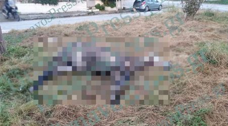 Τύρναβος: Βρέθηκε νεκρό άλογο που ήταν δεμένο σε κολόνα της ΔΕΗ (ΒΙΝΤΕΟ)