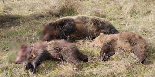 Κτηνωδία στην Καστοριά: Σκότωσαν αρκούδα και τα δυο της αρκουδάκια (ΦΩΤΟ)