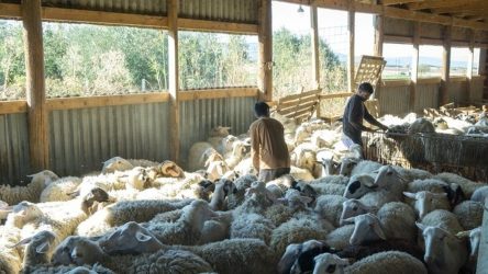Ινδοί αγρότες έγιναν κτηνοτρόφοι σε μονάδα της Χαλκιδικής
