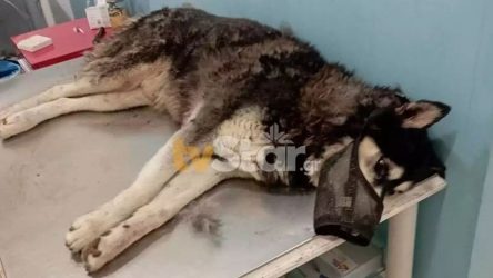 Απίστευτη κτηνωδία στην Αράχωβα: Σκύλος βιάστηκε με αιχμηρό αντικείμενο και κατέληξε