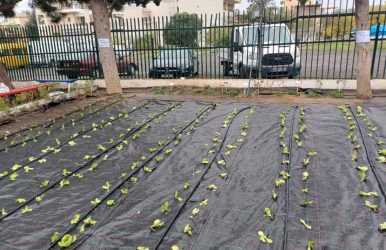 Θεσσαλονίκη: Ο λαχανόκηπος που καλλιεργούν γονείς και μαθητές σε σχολείο στην Πυλαία (ΦΩΤΟ)