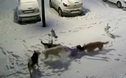 Ρωσία επίθεση σκυλιά