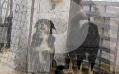 Θεσσαλονίκη: Αυτά είναι τα σκυλιά που κατασπάραξαν την 50χρονη γυναίκα (ΦΩΤΟ)