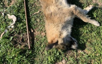 Nέα κτηνωδία: Κακοποίησαν με σιδερένια ράβδο αδέσποτη σκυλίτσα (ΦΩΤΟ)