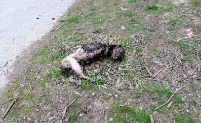 Κτηνωδία στην Καβάλα: Ακρωτηρίασαν και έκαψαν σκύλο (ΦΩΤΟ)
