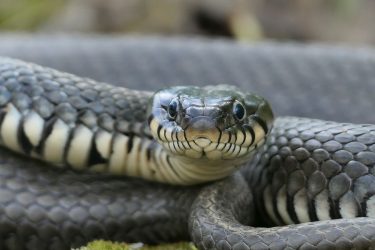 Βρέθηκε στον Αμαζόνιο το μεγαλύτερο είδος φιδιού στον πλανήτη