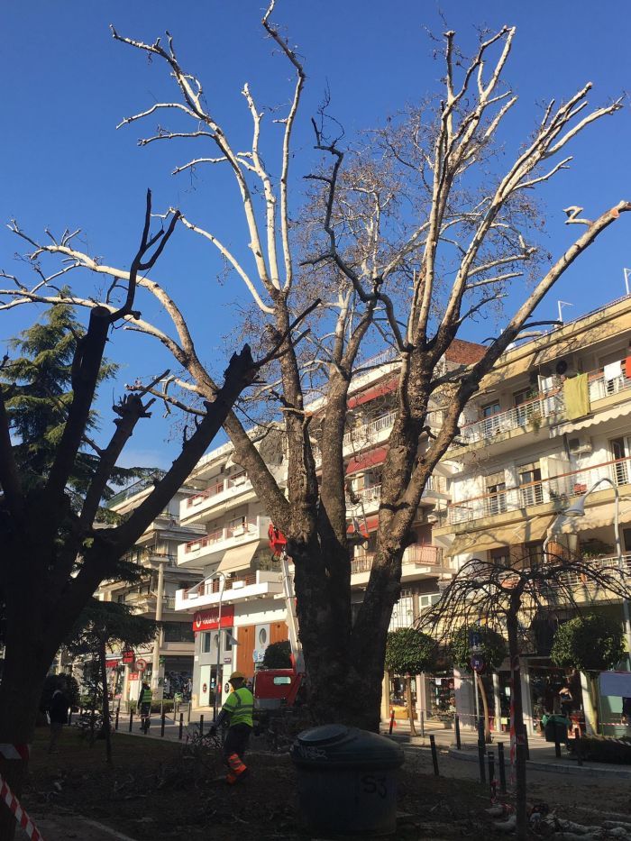 Καλαμαριά πλατάνι 