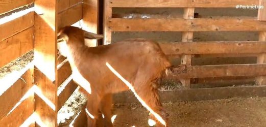 Κατσικάκι γεννήθηκε με τρία πόδια σε κτηνοτροφική μονάδα στις Σέρρες