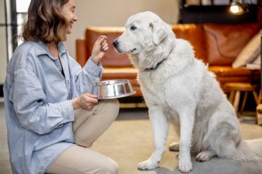 Οι τροφές που δεν πρέπει να δίνετε στον σκύλο σας