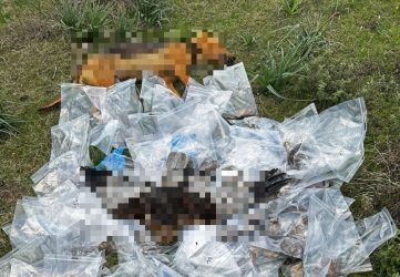 Εγκλημα στην Θεσσαλία: 193 νεκρά ζώα και πουλιά από μαζικές φόλες (ΦΩΤΟ)