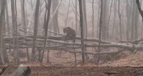 Αρκτούρος: Ξύπνησαν οι αρκούδες στο Νυμφαίο και άρχισαν τις βόλτες (ΒΙΝΤΕΟ)