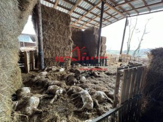 Πιερία: Πνίγηκαν ζώα σε στάβλο λόγω της κακοκαιρίας – Σε απόγνωση ο κτηνοτρόφος (ΒΙΝΤΕΟ & ΦΩΤΟ)