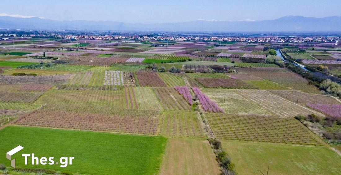 κάμπος Ημαθίας Βέροια άνοιξη Μάρτιος εικόνες από ψηλά drone