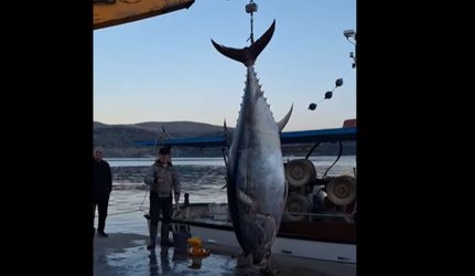 Εκανε την μεγαλύτερη ψαριά της ζωής του – Εβγαλε τόνο 485 κιλών στον Αστακό (ΒΙΝΤΕΟ & ΦΩΤΟ)