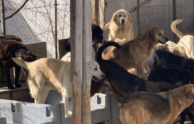Θεσσαλονίκη: 52χρονη είχε 94 σκυλιά στο σπίτι της – Περιττώματα και νεκρά τρωκτικά στον χώρο (ΦΩΤΟ)