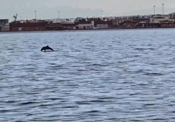 δελφίνια Θερμαϊκός Κόλπος