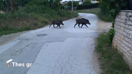 αγριογούρουνα Θεσσαλονίκη Χαλκιδική