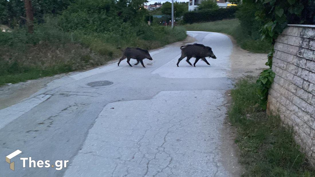 αγριογούρουνα Θεσσαλονίκη Χαλκιδική