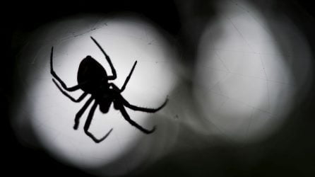 Στο νοσοκομείο 35χρονος από τσίμπημα της αράχνης “Μαύρη Χήρα”