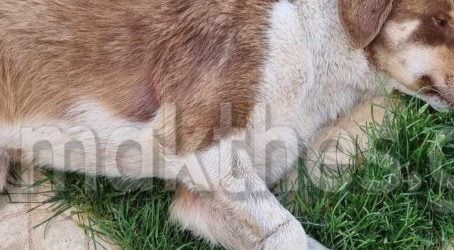 Φρίκη στη Χαλκιδική: Εδεσαν με σύρμα σκύλο και τον άφησαν στο δρόμο (ΦΩΤΟ)
