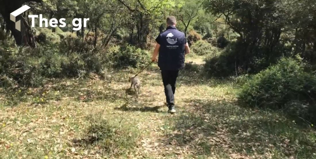 κυνήγι τρούφας τρούφα Μετέωρα σκύλος