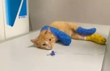 Θεσσαλονίκη: Μήνυση κατά αγνώστων για το γατάκι με τα τρία ακρωτηριασμένα πόδια