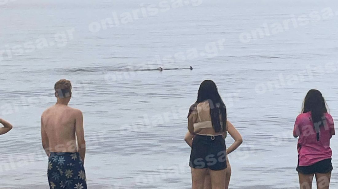 Λάρισα καρχαριοειδές