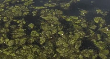 Θεσσαλονίκη: Φυτοπλαγκτόν και σκουπίδια έκαναν την εμφάνισή τους στον Θερμαϊκό (ΒΙΝΤΕΟ)