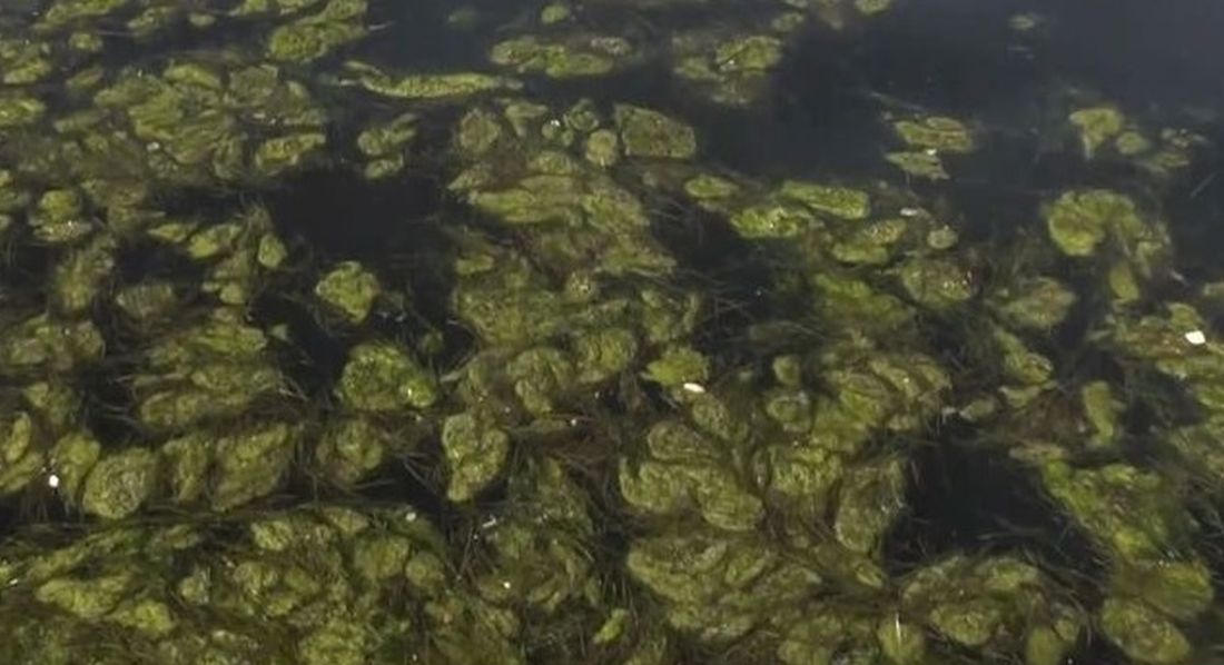 Θεσσαλονίκη Θερμαϊκός φυτοπλαγκτόν