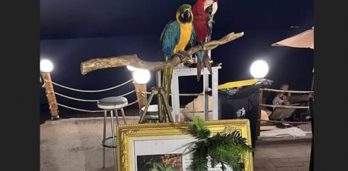 Απίστευτο περιστατικό στην Χαλκιδική: Εκοψε τα φτερά παπαγάλων για να τους κάνει “κράχτες” (ΒΙΝΤΕΟ)