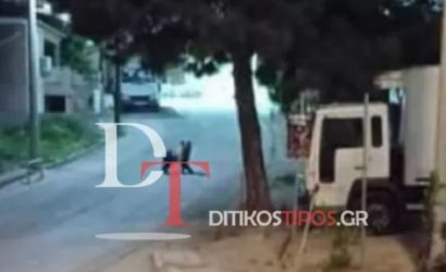 αρκούδα στο Αργος Ορεστικό