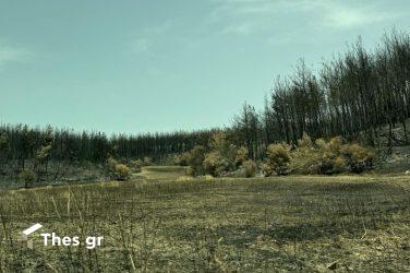 Κιλκίς: Στις φλόγες αγροτοδασική έκταση στις Μουριές (ΒΙΝΤΕΟ)