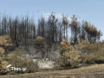 φωτιά καμένα δέντρα πυρκαγιά δάσος